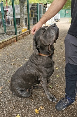 Bouba Cane Corso Mix wartet im Tierheim, mit Video, Cane Corso - Rüde