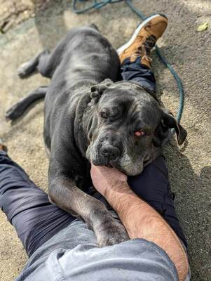 Bouba Cane Corso sucht immer noch ein Zuhause, mit Video, Cane Corso - Rüde