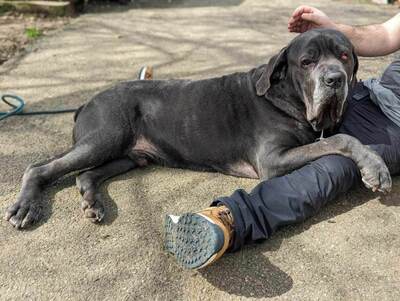 Bouba Cane Corso sucht immer noch ein Zuhause, mit Video, Cane Corso - Rüde