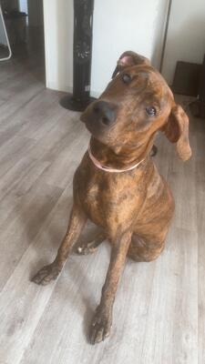 Bounty, Dobermann Mix Welpen - Hündin