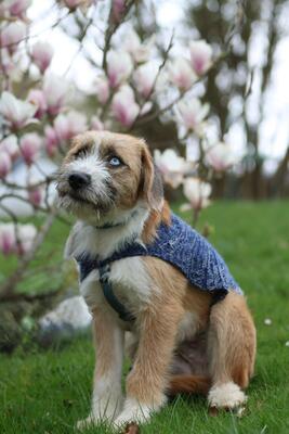 Bounty, Mischling Welpen - Rüde