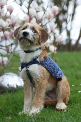 Bounty, Mischling Welpen - Rüde