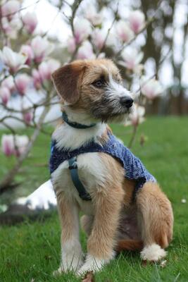 Bounty, Mischling Welpen - Rüde