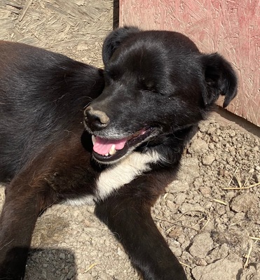 Bounty - NOTFALL, Mix - Rüde