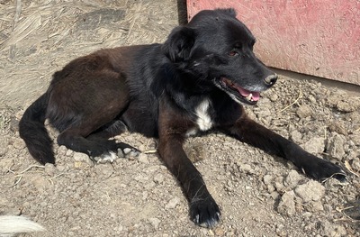 Bounty - NOTFALL, Mix - Rüde