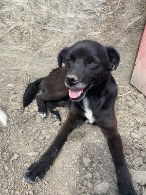 Bounty - NOTFALL, Mix - Rüde