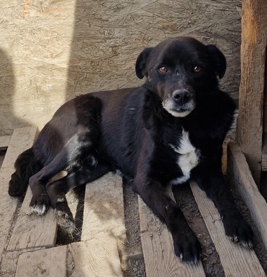 Bounty - NOTFALL, Mix - Rüde