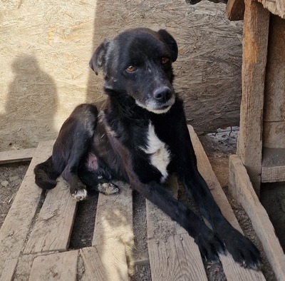 Bounty - NOTFALL, Mix - Rüde