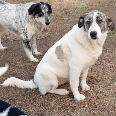 Bounty - für alles zu haben und überall gerne dabei, Schäferhund-Mischling - Hündin