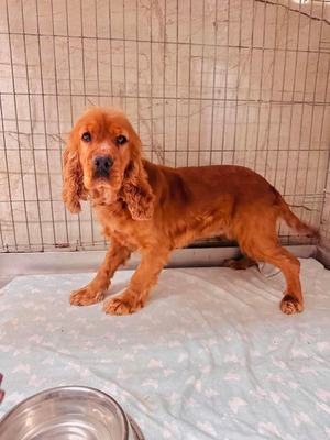 😍 Bow Wow - Rüde - zuvorkommend, freundlich und ruhig, Cocker Spaniel Mix - Rüde
