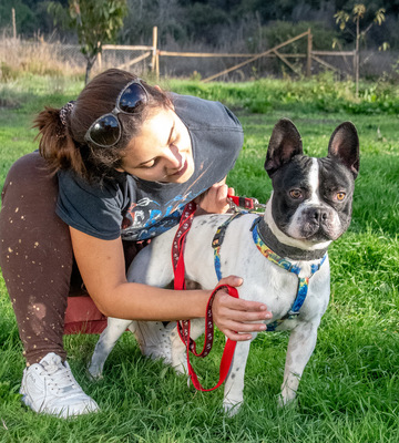 Box - eine Herausforderung, Franz. Bulldogge - Rüde