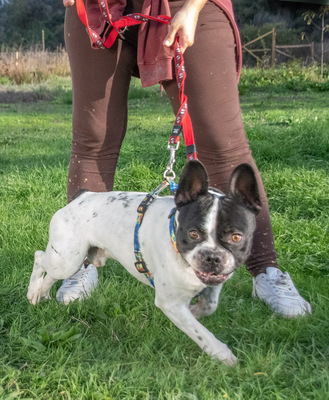 Box - eine Herausforderung, Franz. Bulldogge - Rüde