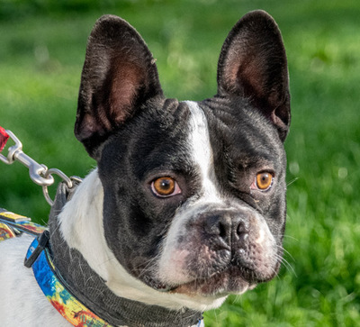 Box – sucht seine Chance bei Menschen mit Erfahrung, Franz. Bulldogge - Rüde