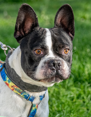 Box – sucht seine Chance bei Menschen mit Erfahrung, Franz. Bulldogge - Rüde