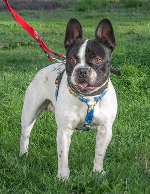 Box – sucht seine Chance bei Menschen mit Erfahrung, Franz. Bulldogge - Rüde