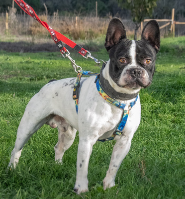 Box – sucht seine Chance bei Menschen mit Erfahrung, Franz. Bulldogge - Rüde