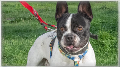 Box – sucht seine Chance bei Menschen mit Erfahrung, Franz. Bulldogge - Rüde