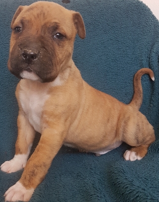 Boxer Mix Welpen - Hündin