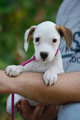 Boxerfans für Pixie gesucht..., Boxer-Mischling Welpen - Hündin 1