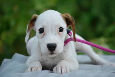 Boxerfans für Pixie gesucht..., Boxer-Mischling Welpen - Hündin