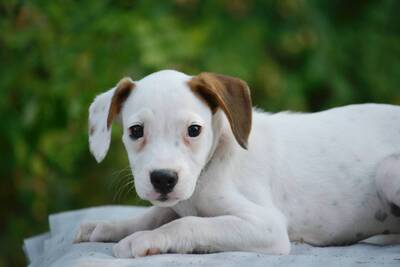 Boxerfans für Pixie gesucht..., Boxer-Mischling Welpen - Hündin