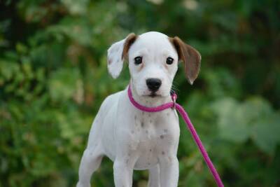 Boxerfans für Pixie gesucht..., Boxer-Mischling Welpen - Hündin