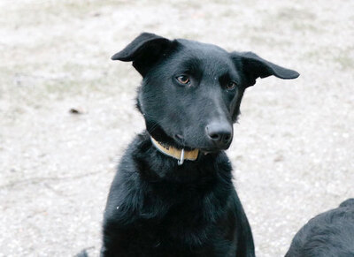 Boxos - Freundliche Hundedame, ca. 1 Jahr/52cm/16kg, Mischling - Hündin