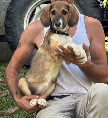 Boy und Belly suchen ein gemeinsames Zuhause, Mischling - Rüde