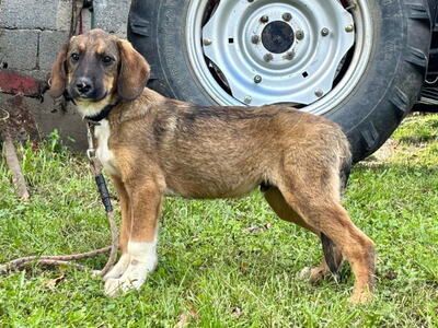 Boy und Belly suchen ein gemeinsames Zuhause, Mischling - Rüde