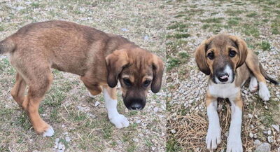 Boy und Belly suchen ein gemeinsames Zuhause