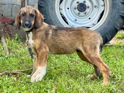 Boy und Belly suchen ein gemeinsames Zuhause, Mischling - Rüde