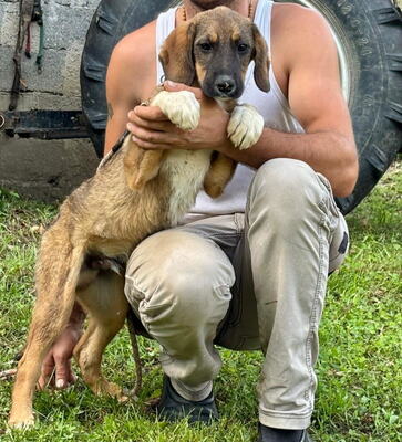 Boy und Belly suchen ein gemeinsames Zuhause, Mischling - Rüde