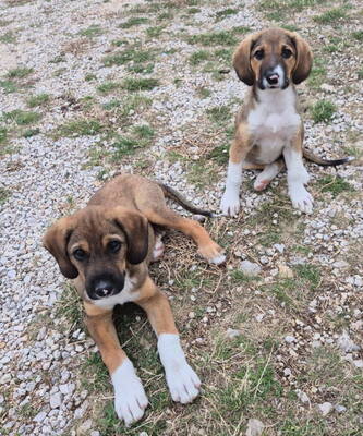 Boy und Belly suchen ein gemeinsames Zuhause