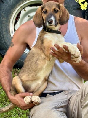 Boy und Belly suchen ein gemeinsames Zuhause, Mischling - Rüde