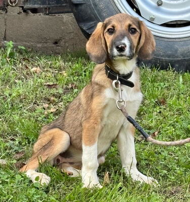 Boy und Belly suchen ein gemeinsames Zuhause, Mischling - Rüde