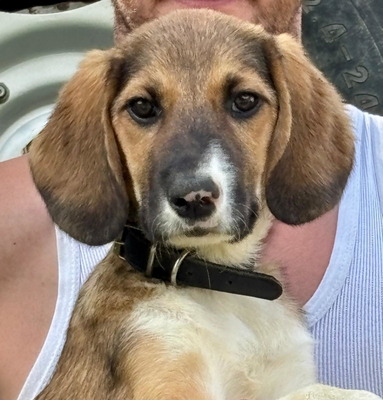 Boy und Belly suchen ein gemeinsames Zuhause, Mischling - Rüde