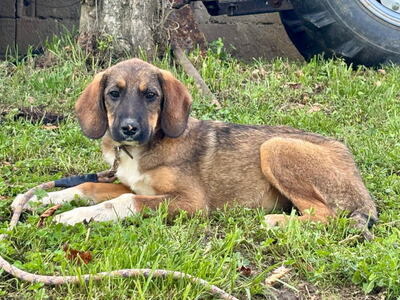 Boy und Belly suchen ein gemeinsames Zuhause, Mischling - Rüde