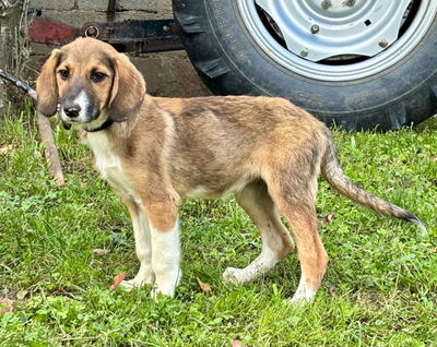 Boy und Belly suchen ein gemeinsames Zuhause, Mischling - Rüde