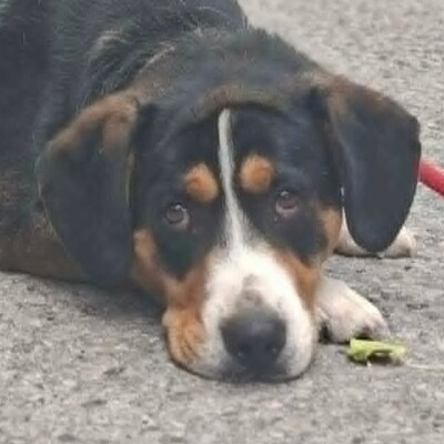 🥰Boyo Appenzeller Sennen-Mix ruhig, ausgeglichen und sehr aufmerksam💥, Appenzeller Sennen-Mischling - Rüde
