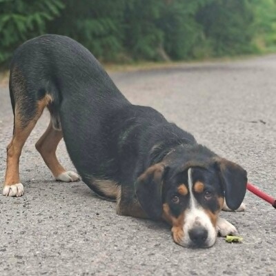 🥰Boyo Appenzeller Sennen-Mix ruhig, ausgeglichen und sehr aufmerksam💥, Appenzeller Sennen-Mischling - Rüde