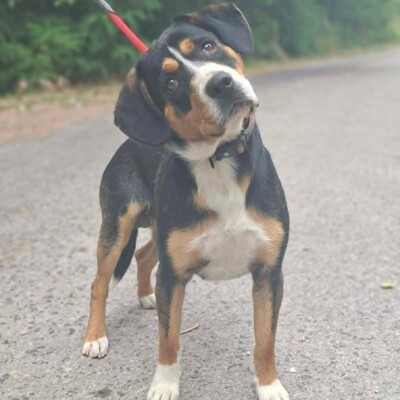 🥰Boyo Appenzeller Sennen-Mix ruhig, ausgeglichen und sehr aufmerksam💥, Appenzeller Sennen-Mischling - Rüde