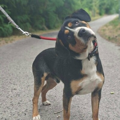 🥰Boyo Appenzeller Sennen-Mix ruhig, ausgeglichen und sehr aufmerksam💥, Appenzeller Sennen-Mischling - Rüde