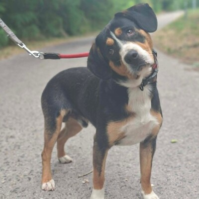 🥰Boyo Appenzeller Sennen-Mix ruhig, ausgeglichen und sehr aufmerksam💥, Appenzeller Sennen-Mischling - Rüde