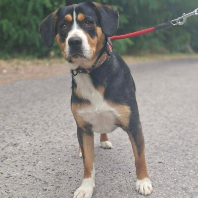 🥰Boyo Appenzeller Sennen-Mix ruhig, ausgeglichen und sehr aufmerksam💥, Appenzeller Sennen-Mischling - Rüde