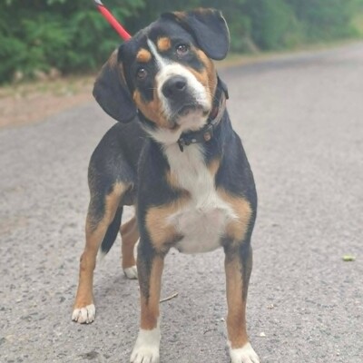 🥰Boyo Appenzeller Sennen-Mix ruhig, ausgeglichen und sehr aufmerksam💥, Appenzeller Sennen-Mischling - Rüde
