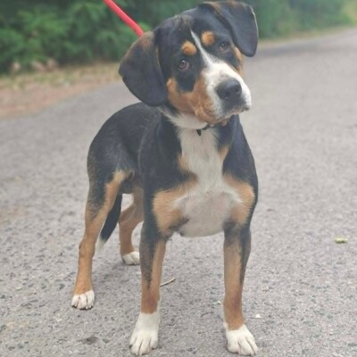 🥰Boyo Appenzeller Sennen-Mix ruhig, ausgeglichen und sehr aufmerksam💥, Appenzeller Sennen-Mischling - Rüde