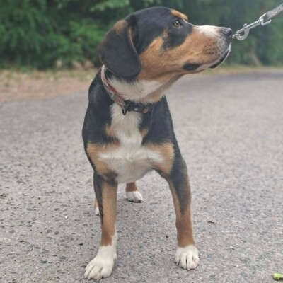 🥰Boyo Appenzeller Sennen-Mix ruhig, ausgeglichen und sehr aufmerksam💥, Appenzeller Sennen-Mischling - Rüde