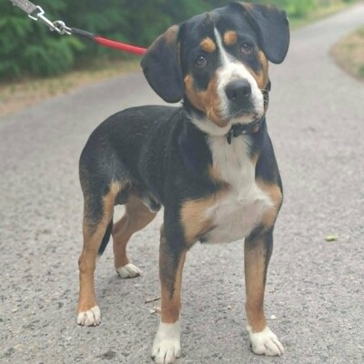 🥰Boyo Appenzeller Sennen-Mix ruhig, ausgeglichen und sehr aufmerksam💥, Appenzeller Sennen-Mischling - Rüde