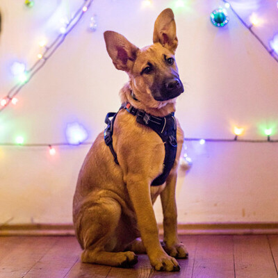 Brad, Mischling - Rüde