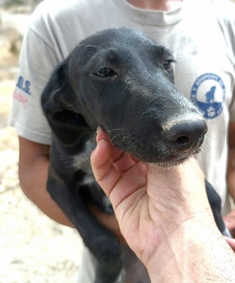 Bran, Galgo Espanol Welpen - Rüde